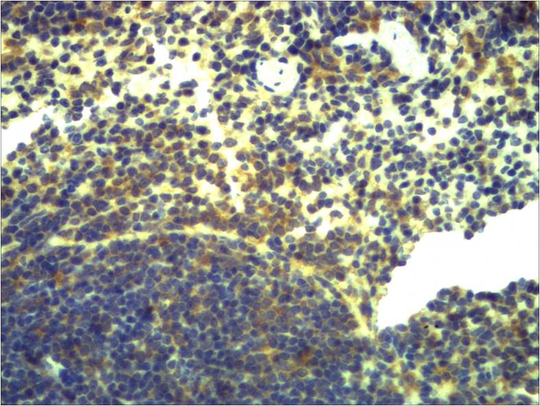 意大利贵宾会-贵宾会官方网站入口