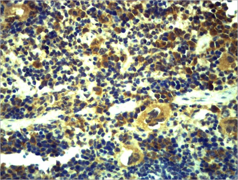意大利贵宾会-贵宾会官方网站入口