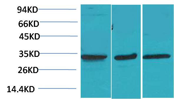 意大利贵宾会-贵宾会官方网站入口