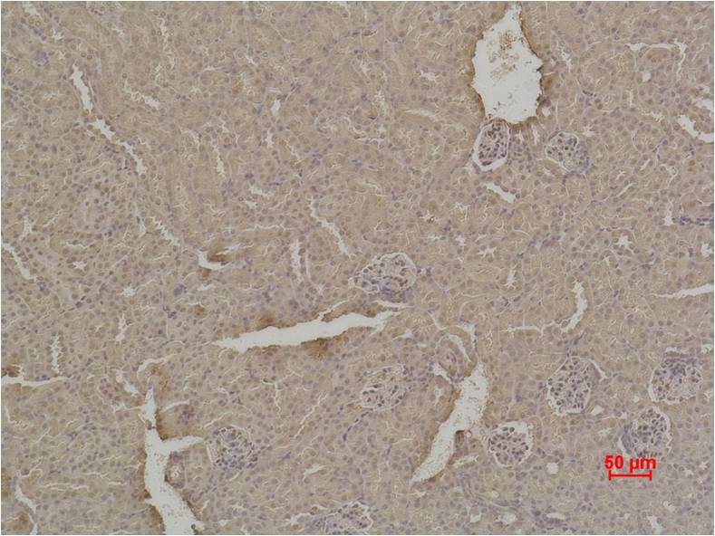 意大利贵宾会-贵宾会官方网站入口