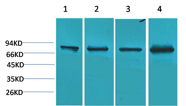 意大利贵宾会-贵宾会官方网站入口