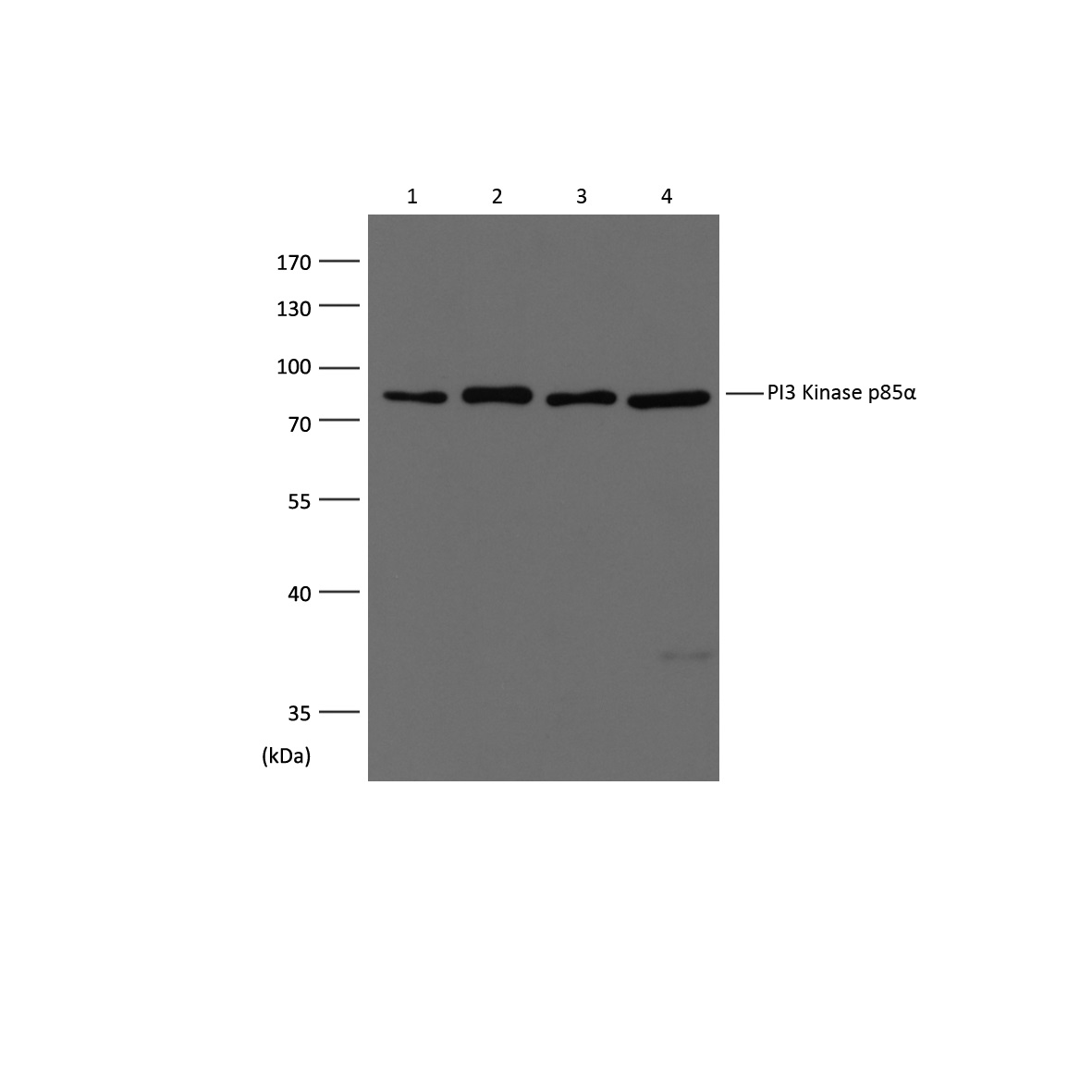 意大利贵宾会-贵宾会官方网站入口
