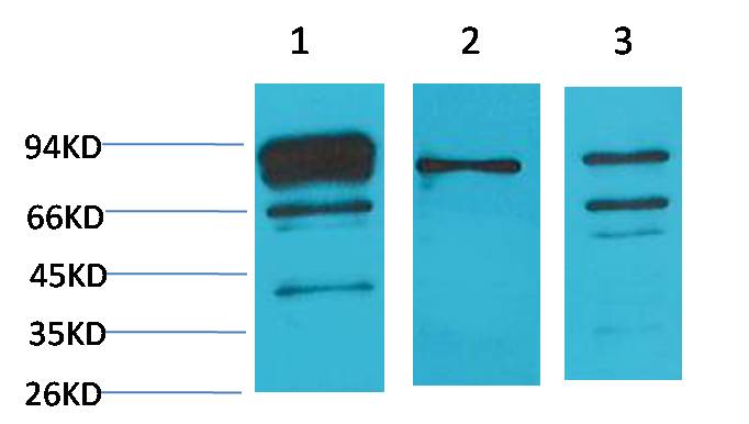 意大利贵宾会-贵宾会官方网站入口