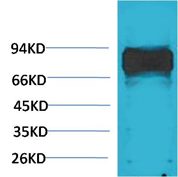 意大利贵宾会-贵宾会官方网站入口