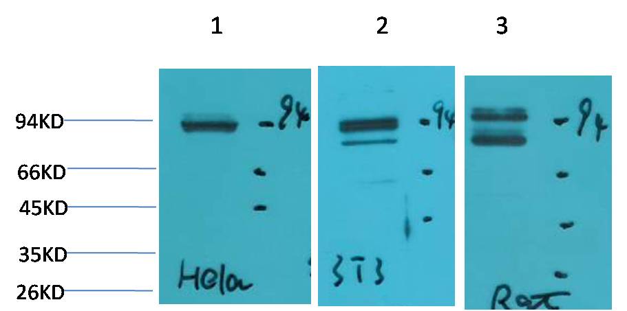意大利贵宾会-贵宾会官方网站入口