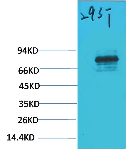 意大利贵宾会-贵宾会官方网站入口