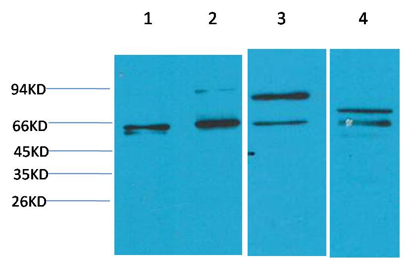 意大利贵宾会-贵宾会官方网站入口