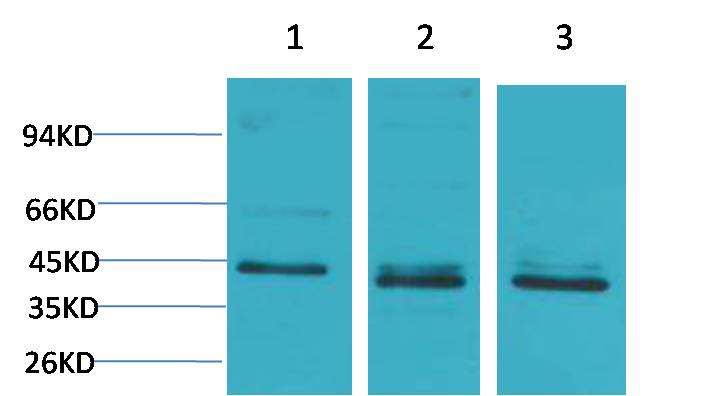 意大利贵宾会-贵宾会官方网站入口