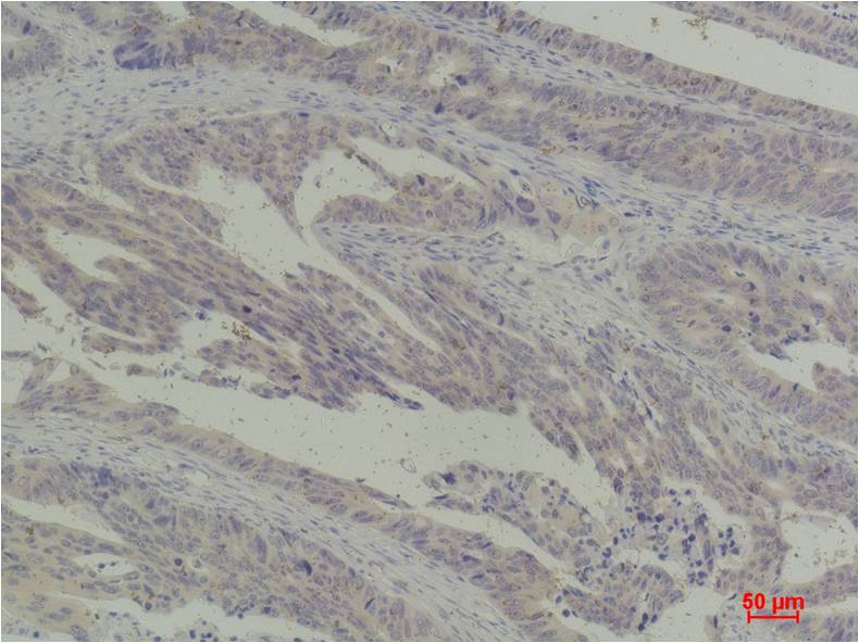 意大利贵宾会-贵宾会官方网站入口