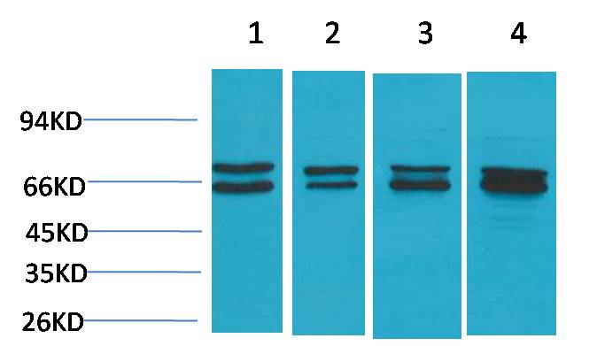 意大利贵宾会-贵宾会官方网站入口