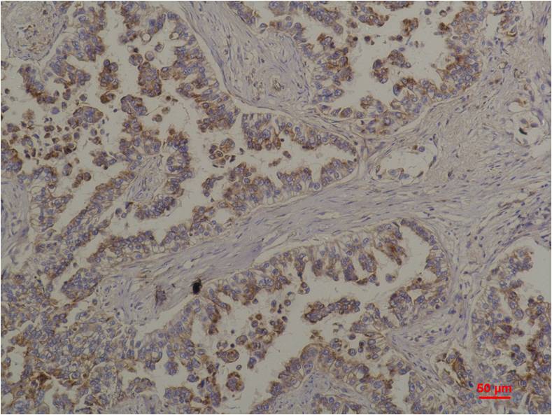 意大利贵宾会-贵宾会官方网站入口