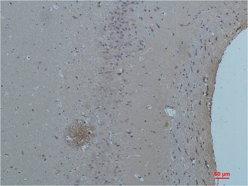 意大利贵宾会-贵宾会官方网站入口