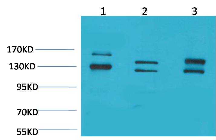 意大利贵宾会-贵宾会官方网站入口