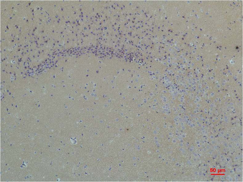 意大利贵宾会-贵宾会官方网站入口