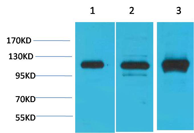 意大利贵宾会-贵宾会官方网站入口
