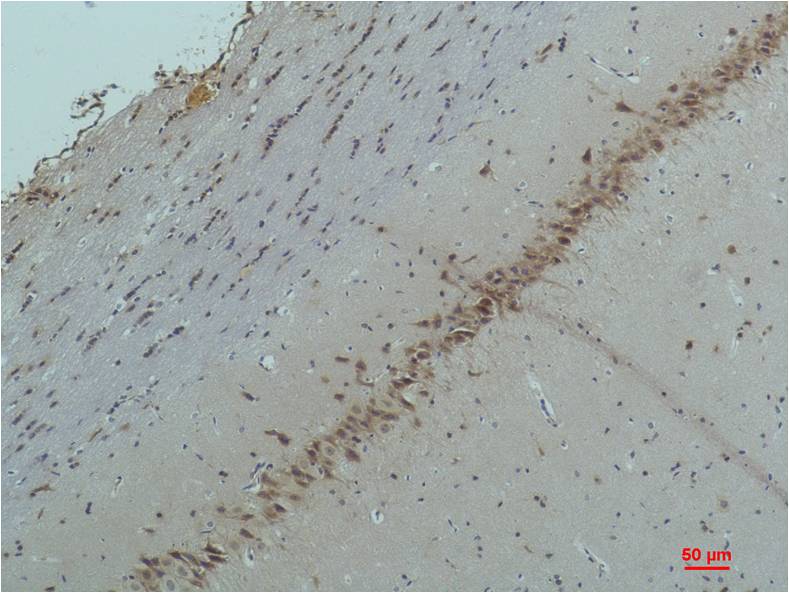 意大利贵宾会-贵宾会官方网站入口