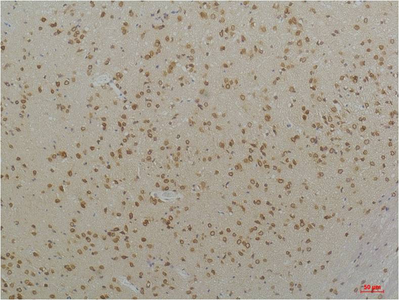 意大利贵宾会-贵宾会官方网站入口