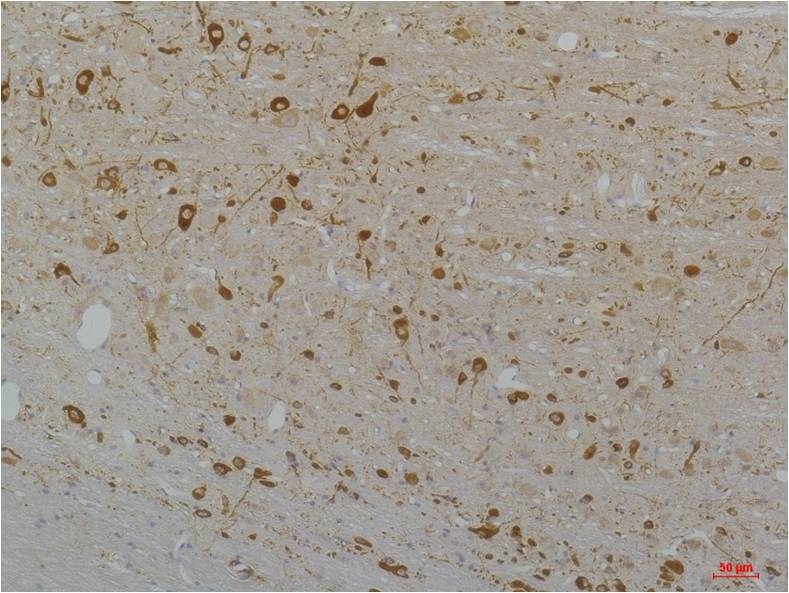 意大利贵宾会-贵宾会官方网站入口