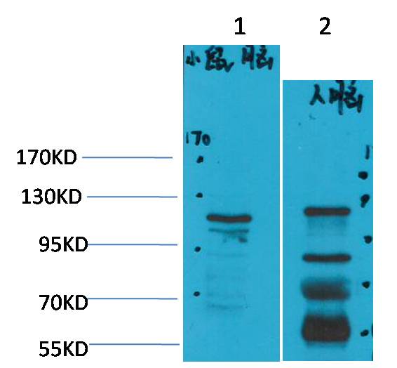 意大利贵宾会-贵宾会官方网站入口