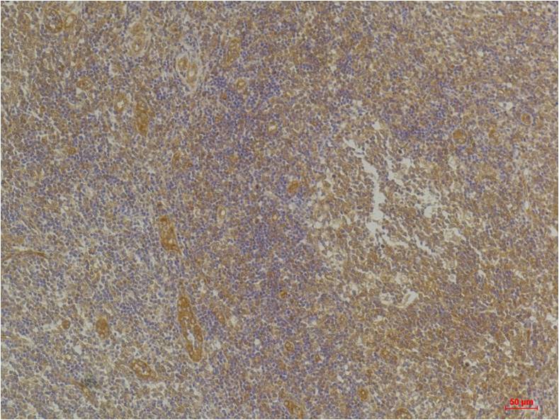 意大利贵宾会-贵宾会官方网站入口