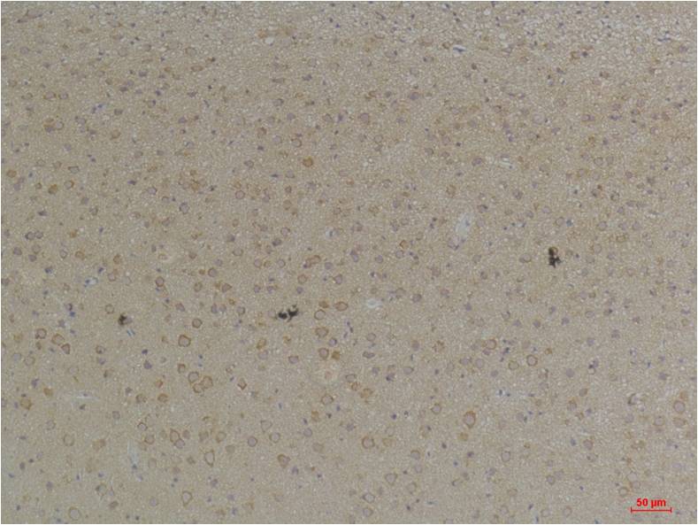 意大利贵宾会-贵宾会官方网站入口