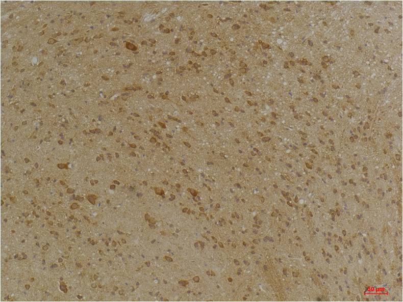 意大利贵宾会-贵宾会官方网站入口