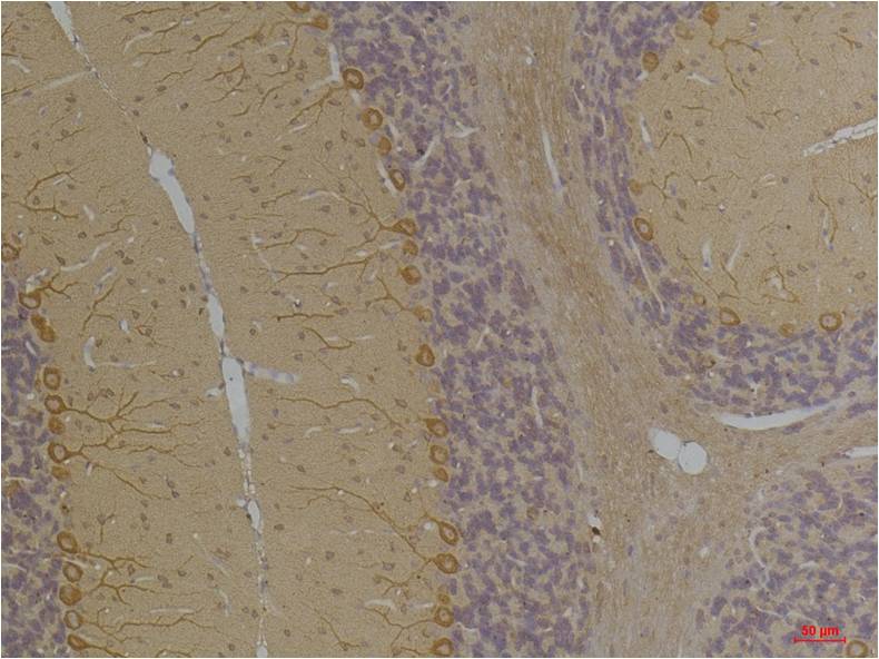 意大利贵宾会-贵宾会官方网站入口
