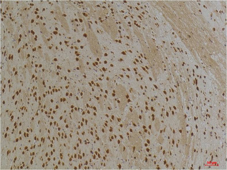 意大利贵宾会-贵宾会官方网站入口