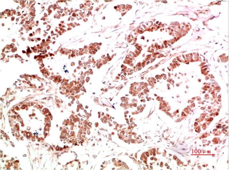 意大利贵宾会-贵宾会官方网站入口