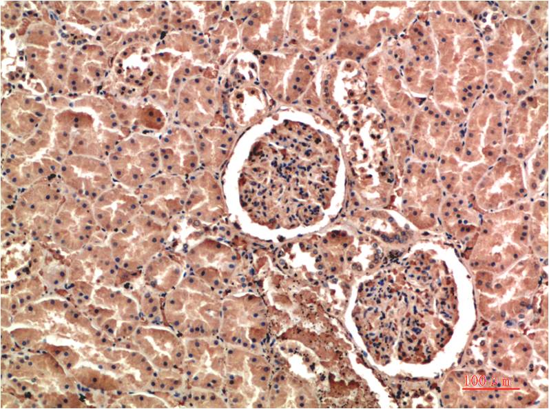 意大利贵宾会-贵宾会官方网站入口