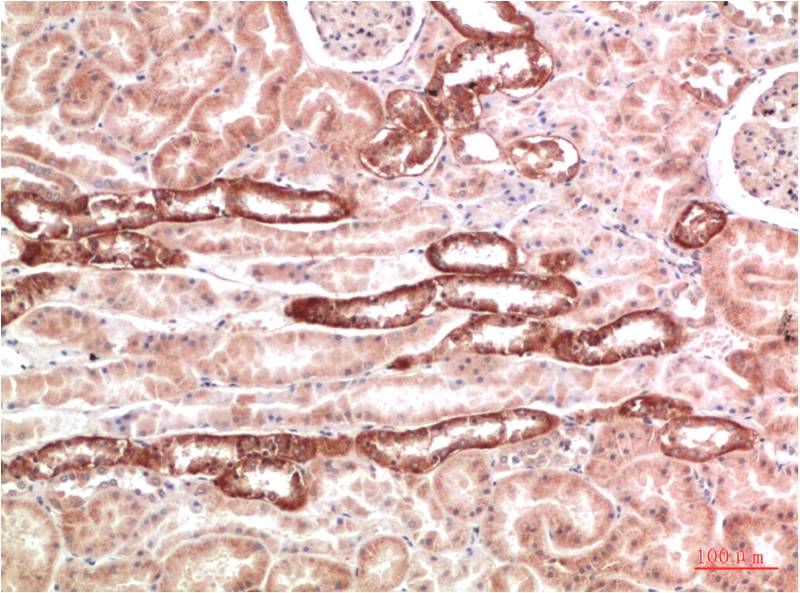 意大利贵宾会-贵宾会官方网站入口