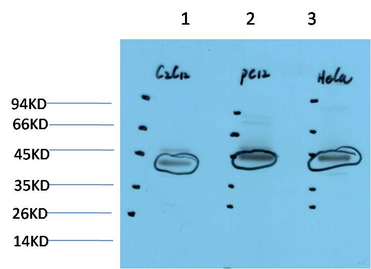 意大利贵宾会-贵宾会官方网站入口