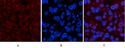 意大利贵宾会-贵宾会官方网站入口