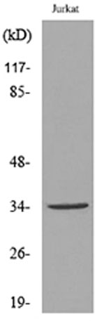 意大利贵宾会-贵宾会官方网站入口