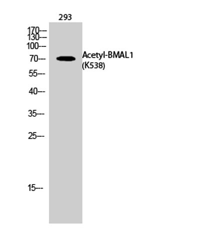 意大利贵宾会-贵宾会官方网站入口
