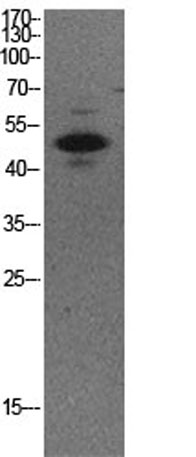 意大利贵宾会-贵宾会官方网站入口