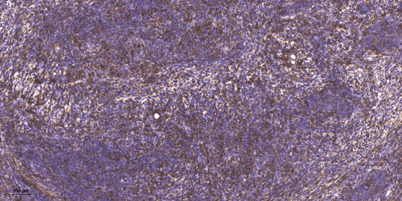 意大利贵宾会-贵宾会官方网站入口