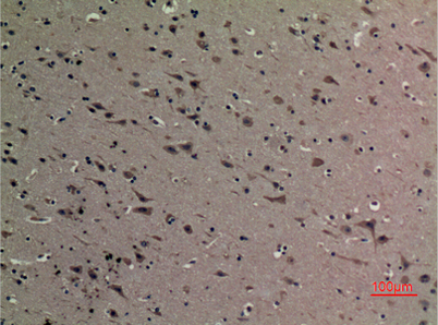 意大利贵宾会-贵宾会官方网站入口