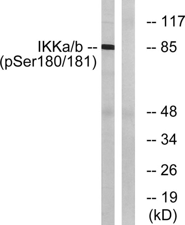 意大利贵宾会-贵宾会官方网站入口