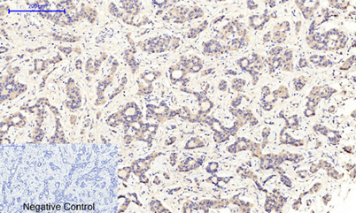 意大利贵宾会-贵宾会官方网站入口