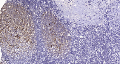 意大利贵宾会-贵宾会官方网站入口