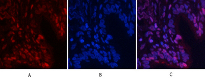 意大利贵宾会-贵宾会官方网站入口