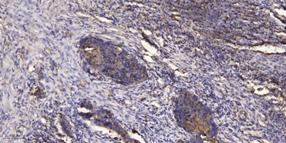 意大利贵宾会-贵宾会官方网站入口