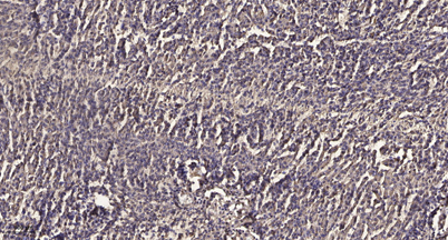 意大利贵宾会-贵宾会官方网站入口