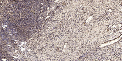 意大利贵宾会-贵宾会官方网站入口