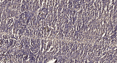 意大利贵宾会-贵宾会官方网站入口