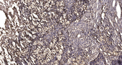 意大利贵宾会-贵宾会官方网站入口