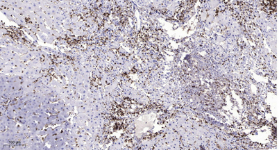 意大利贵宾会-贵宾会官方网站入口