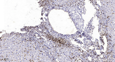 意大利贵宾会-贵宾会官方网站入口
