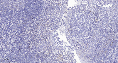 意大利贵宾会-贵宾会官方网站入口